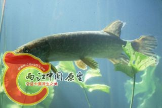 狗鱼.jpg