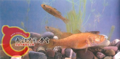 老头.jpg