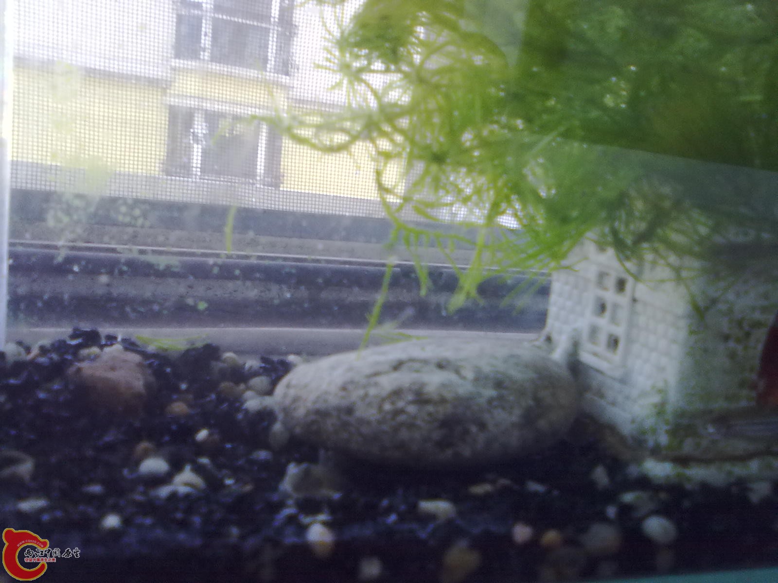 20110821832.jpg