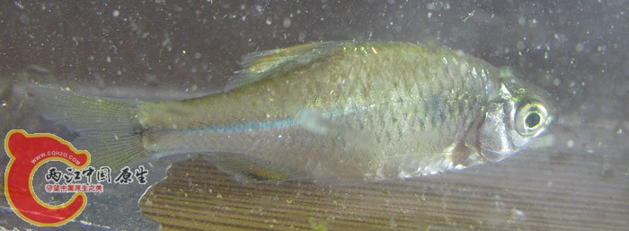 zIMG_4157.jpg