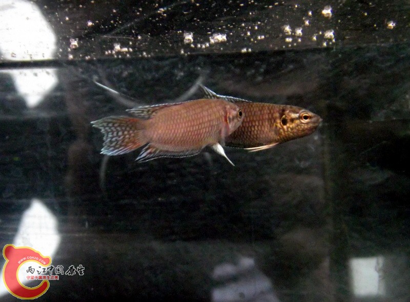 DSCF1734.JPG