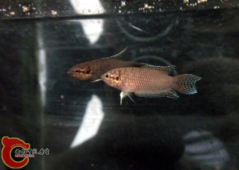 DSCF1735.JPG