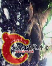 IMG0094A.jpg