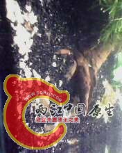 IMG0093A.jpg