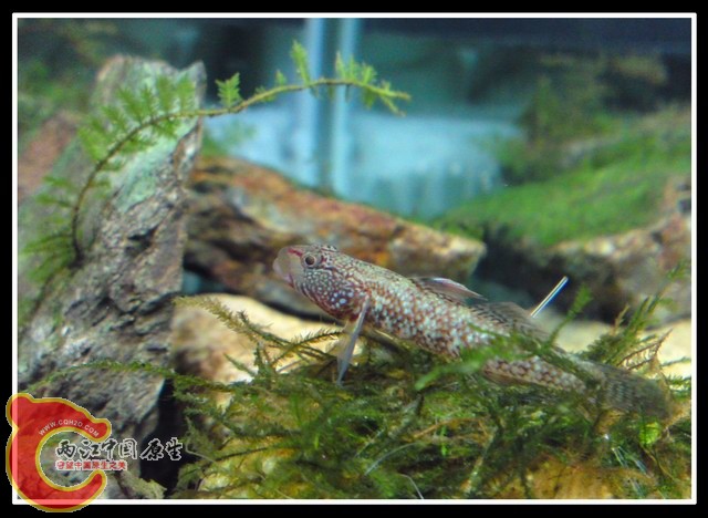 调整大小 DSC03397.JPG