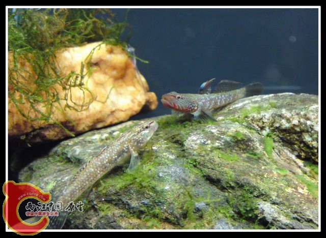 调整大小 DSC03403.JPG