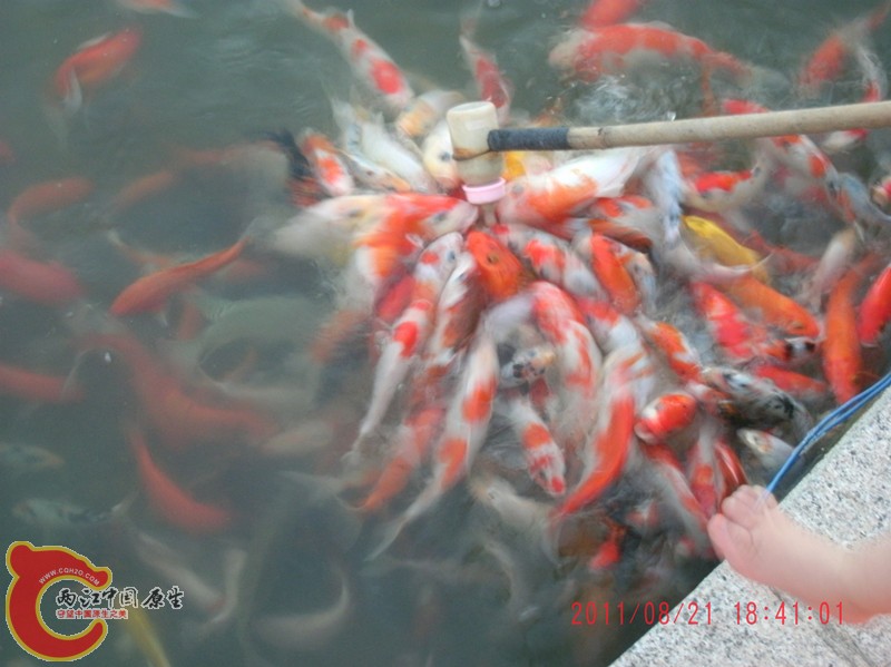 锦鲤