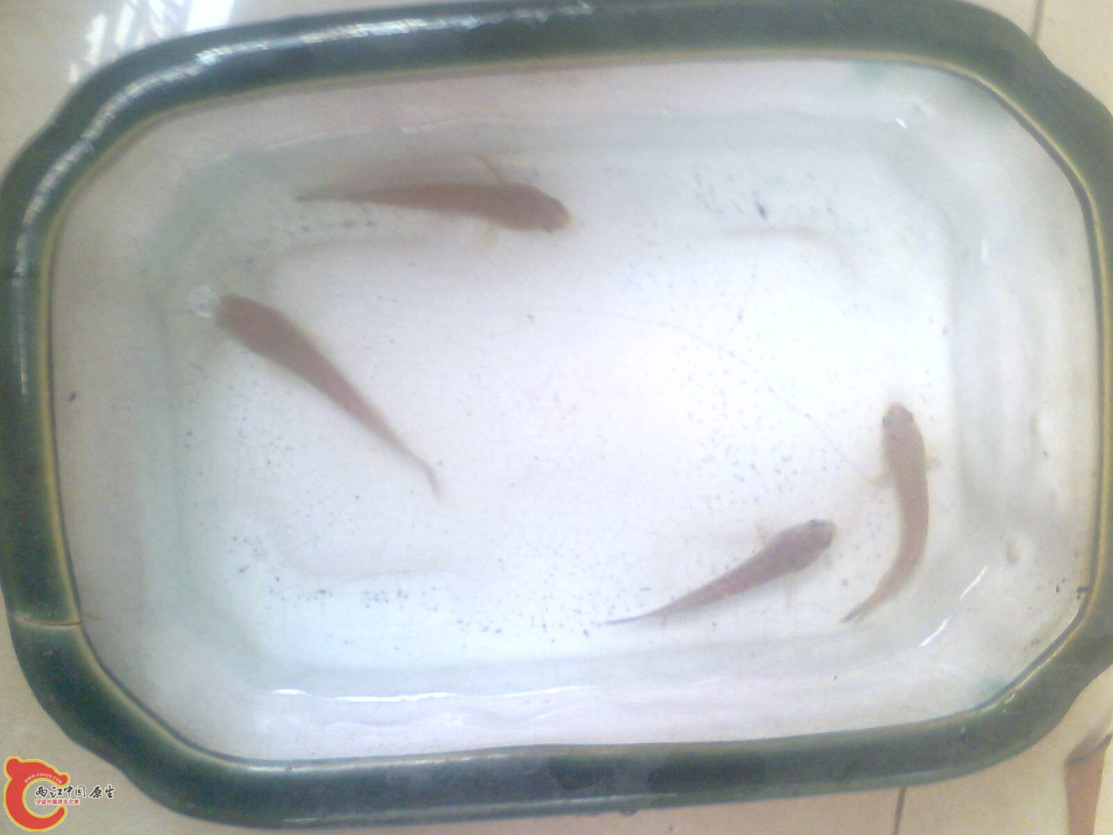 刚到家时的南鳢苗