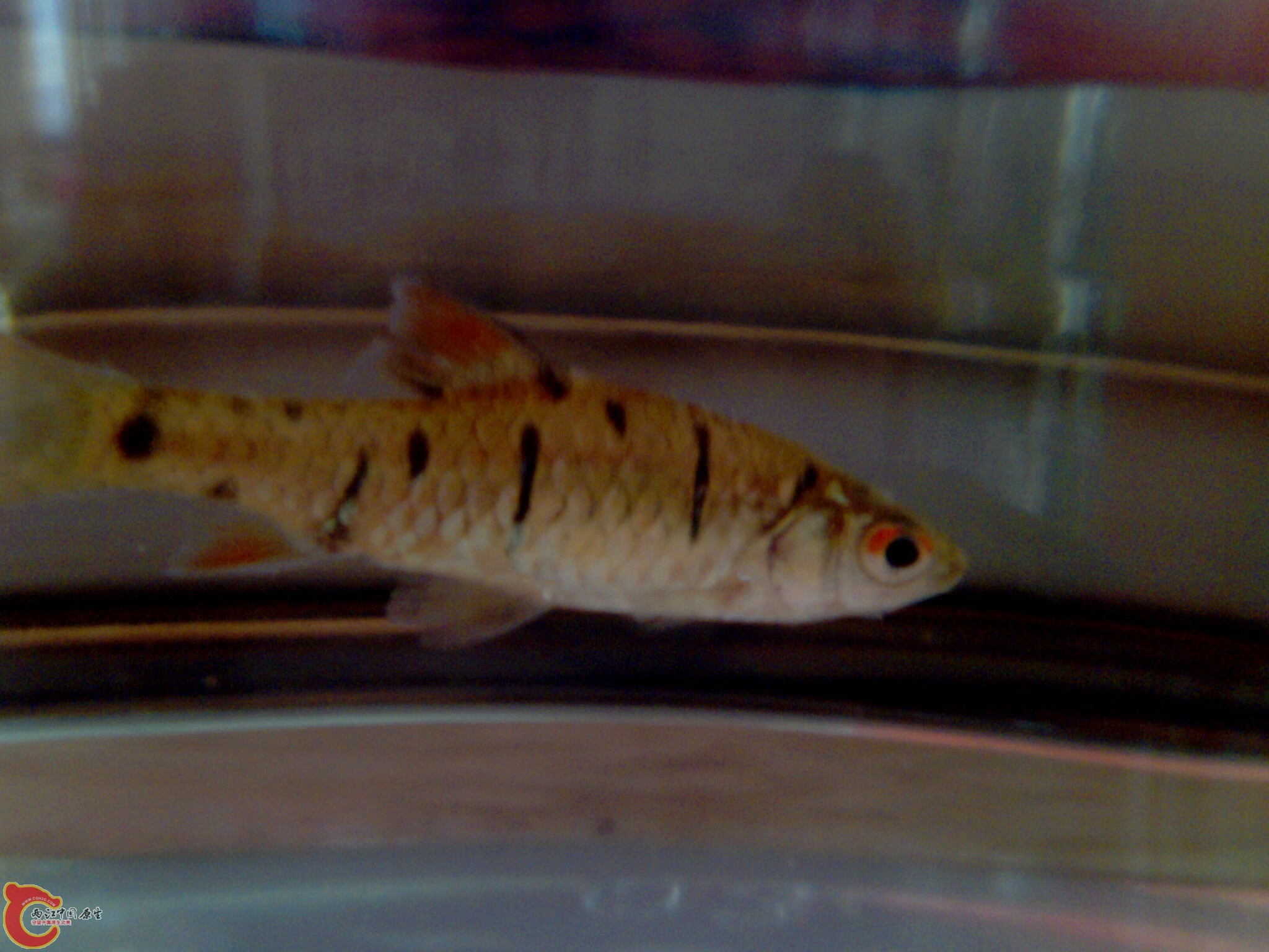 IMG0604A.jpg