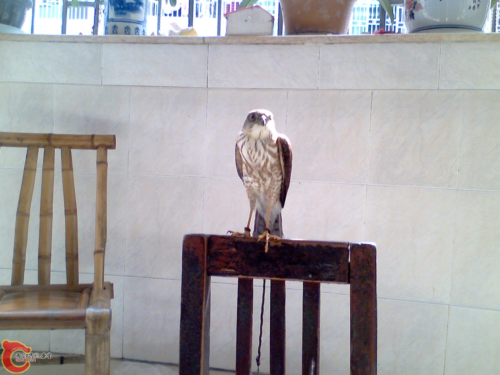 IMG0448A.jpg