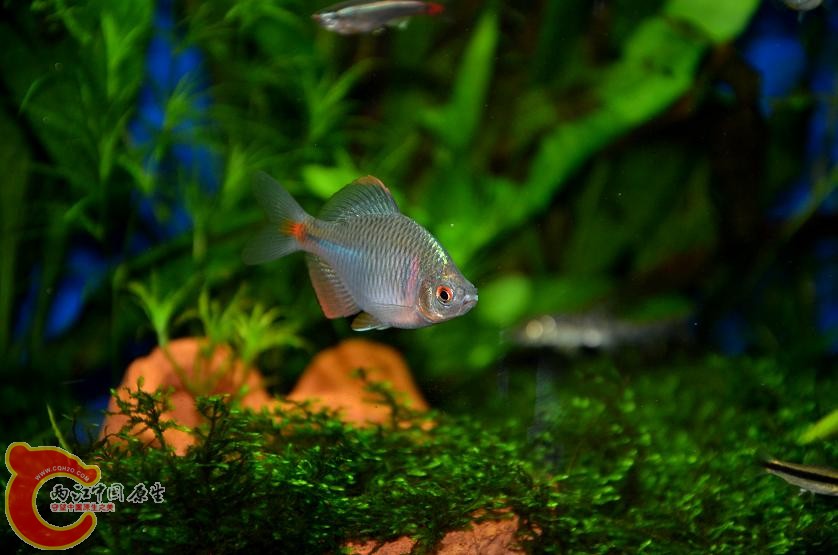 DSC_1733.JPG