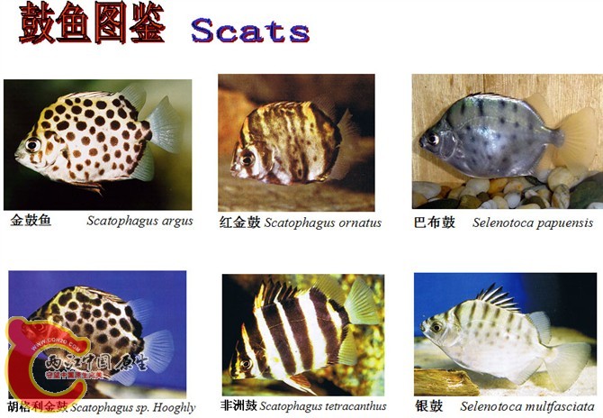鼓鱼图鉴.jpg