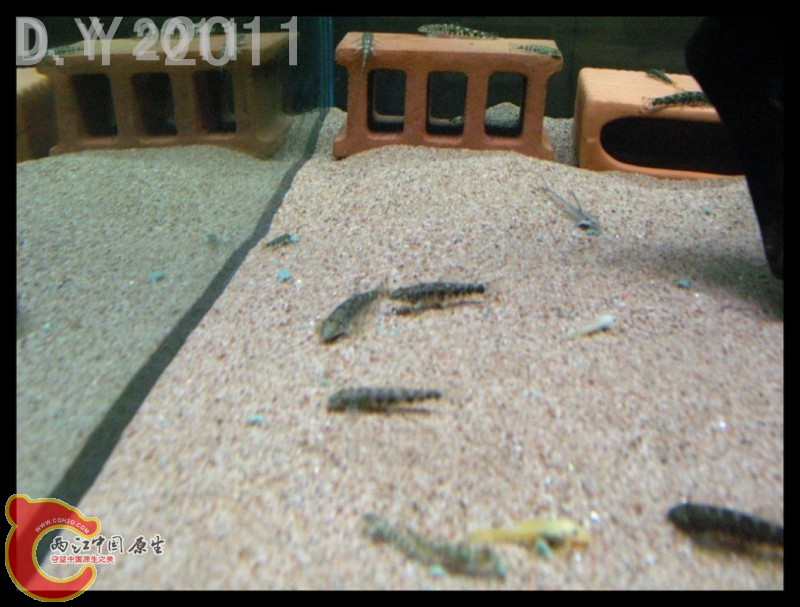 conew_conew_conew_胡子的最爱 001.jpg