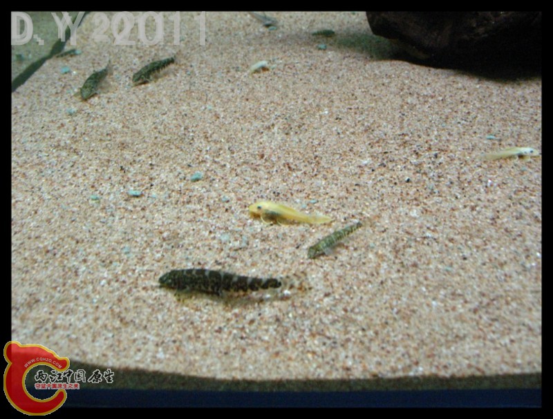 conew_conew_conew_胡子的最爱 002.jpg