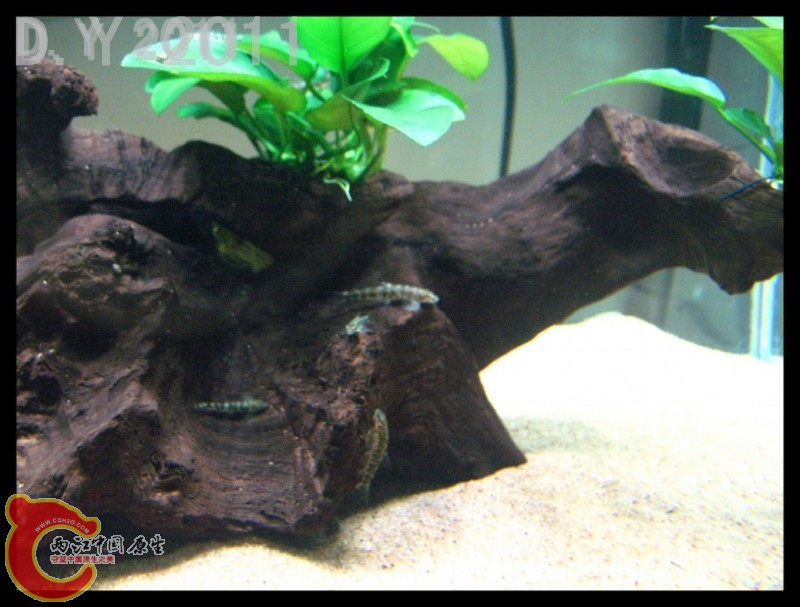 conew_conew_conew_胡子的最爱 004.jpg