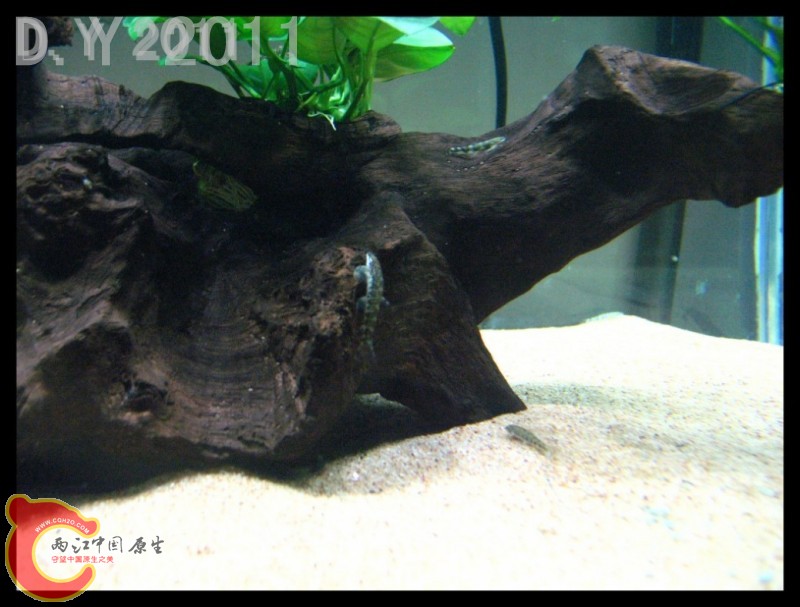 conew_conew_conew_胡子的最爱 006.jpg