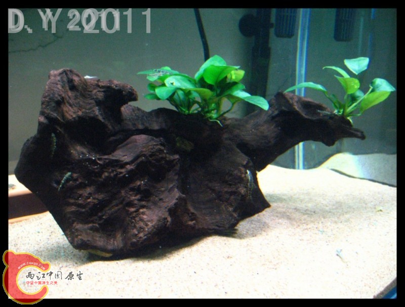 conew_conew_conew_胡子的最爱 007.jpg