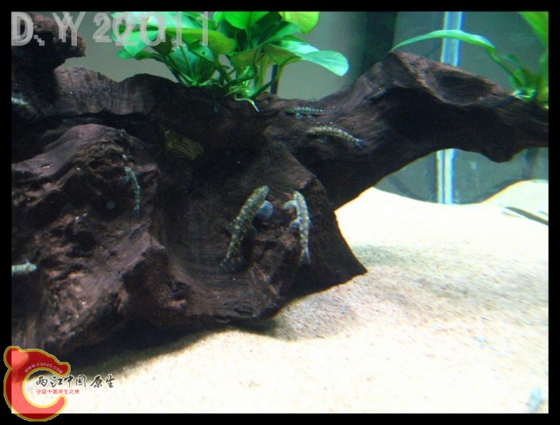 conew_conew_conew_胡子的最爱 011.jpg