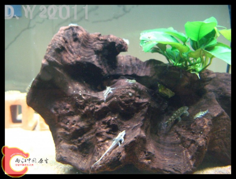 conew_conew_conew_胡子的最爱 020.jpg