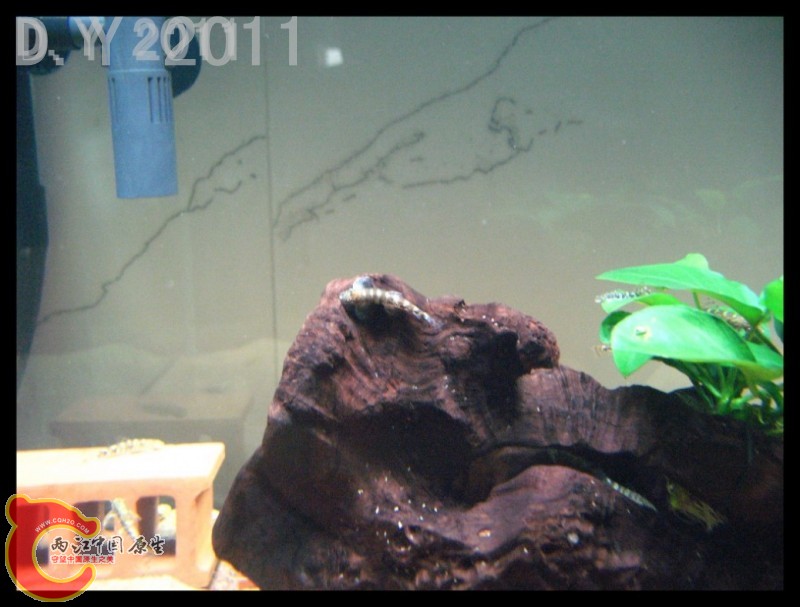 conew_conew_conew_胡子的最爱 022.jpg