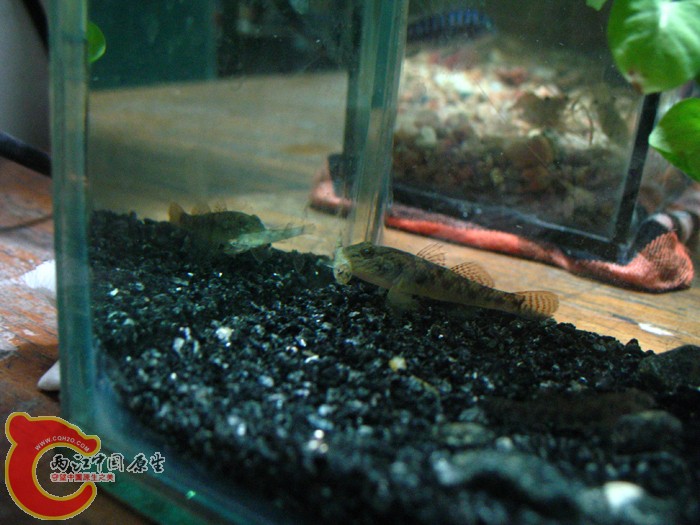 刚刚咬住的时候