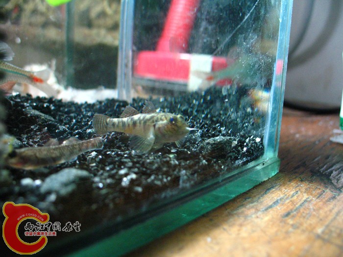 已经吞的只剩下尾巴了