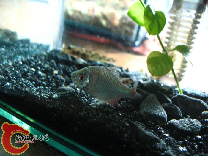 左边的腮被虾，夹下来一块，已经将虾隔离，心疼！