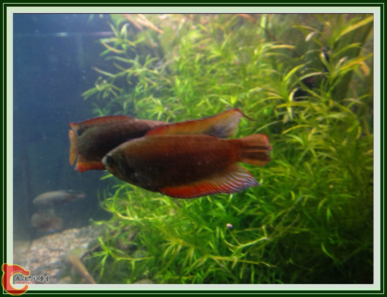 斗鱼DSC00248 (13).JPG