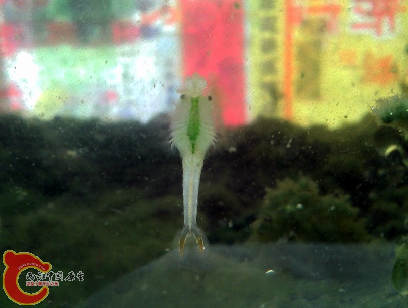 一共四只，其余三只拿出来单养了