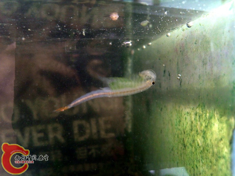 非得倒着游泳吗