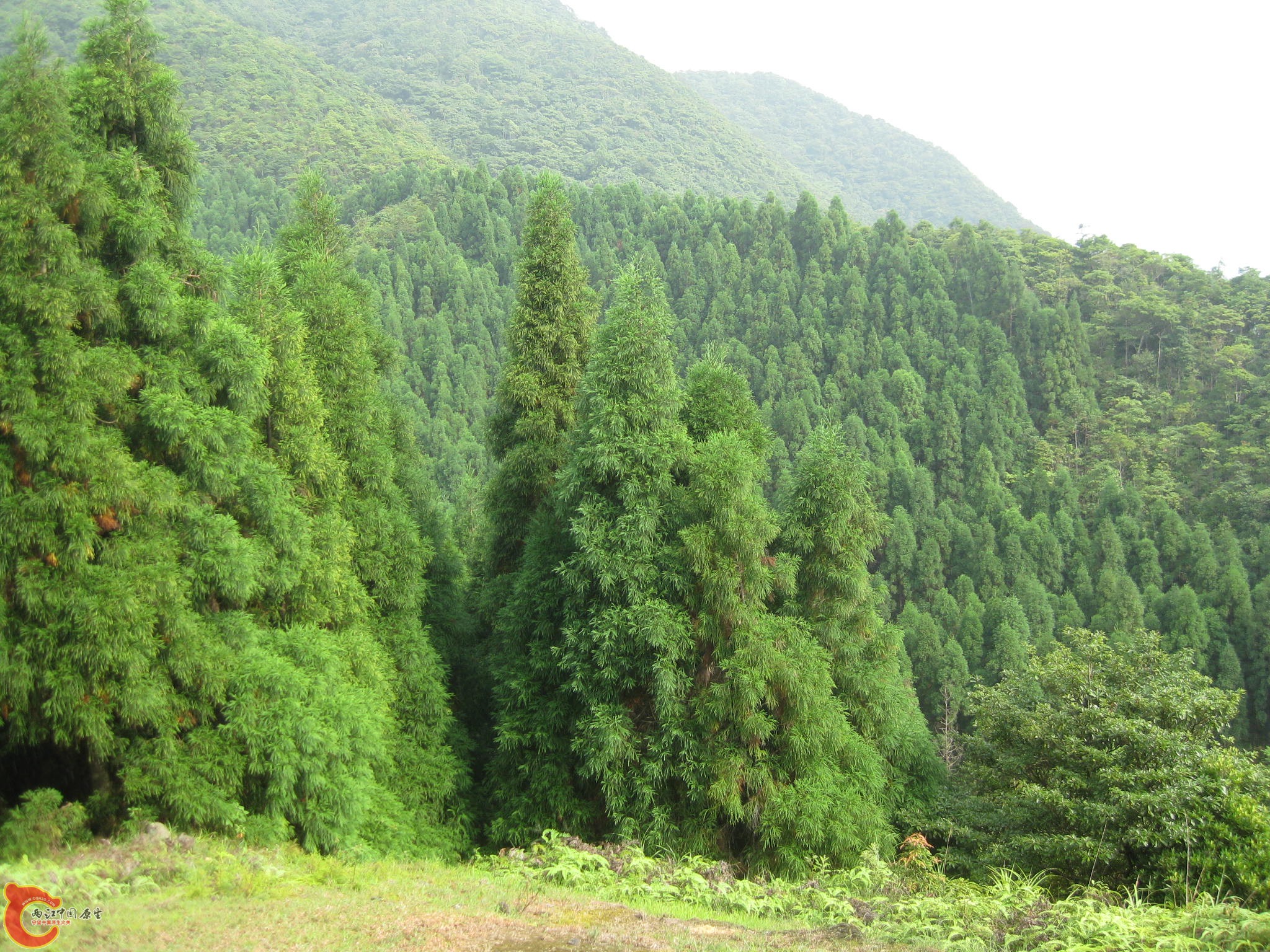 IMG_1200.JPG