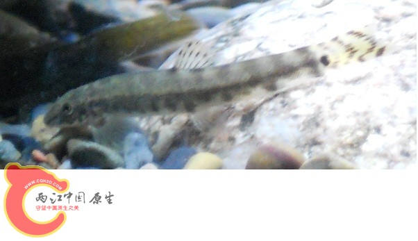DSCN0457.JPG