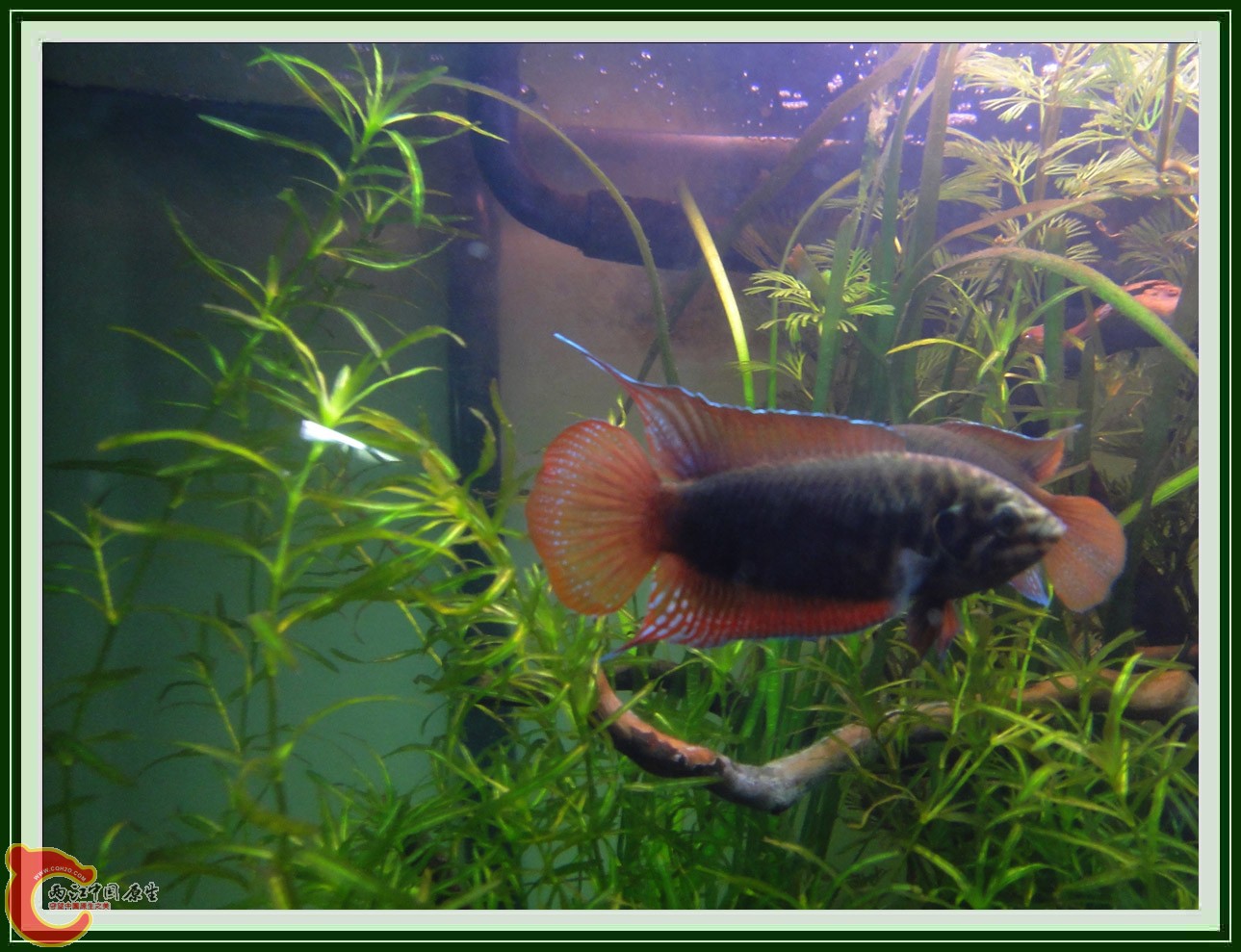 斗鱼DSC00285.JPG