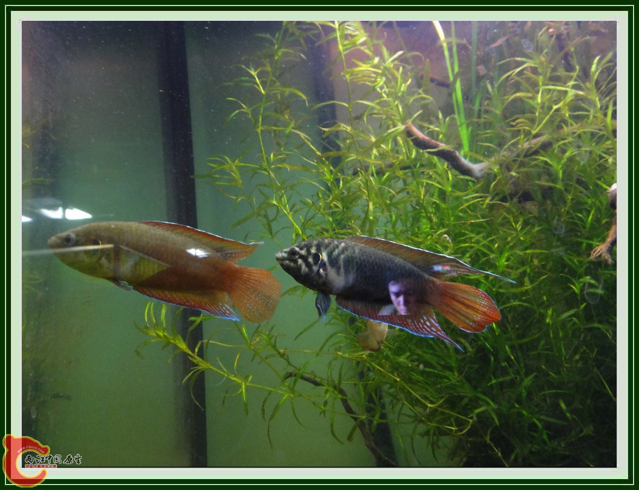斗鱼DSC00287.JPG