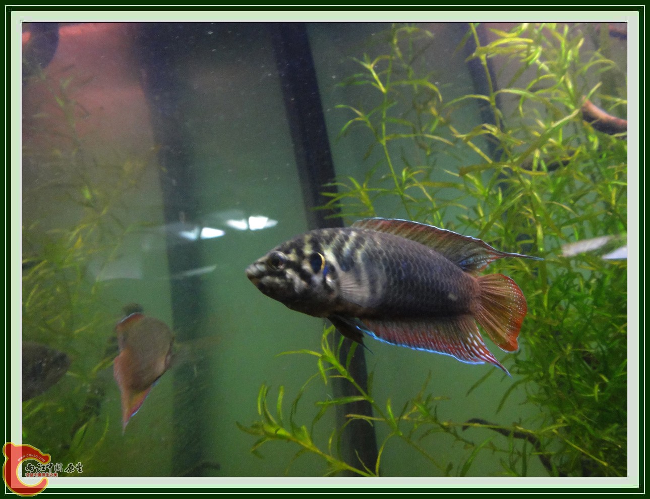 斗鱼DSC00288.JPG
