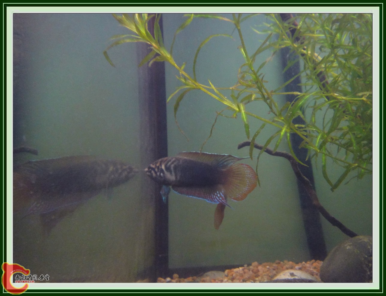 斗鱼DSC00316 (1).JPG