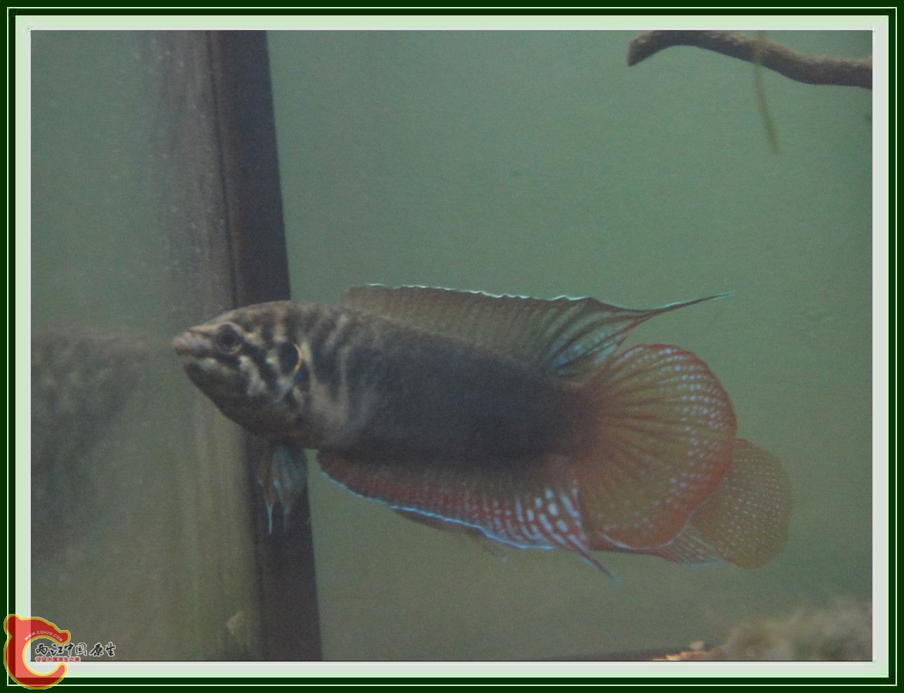 斗鱼DSC00316 (2).JPG