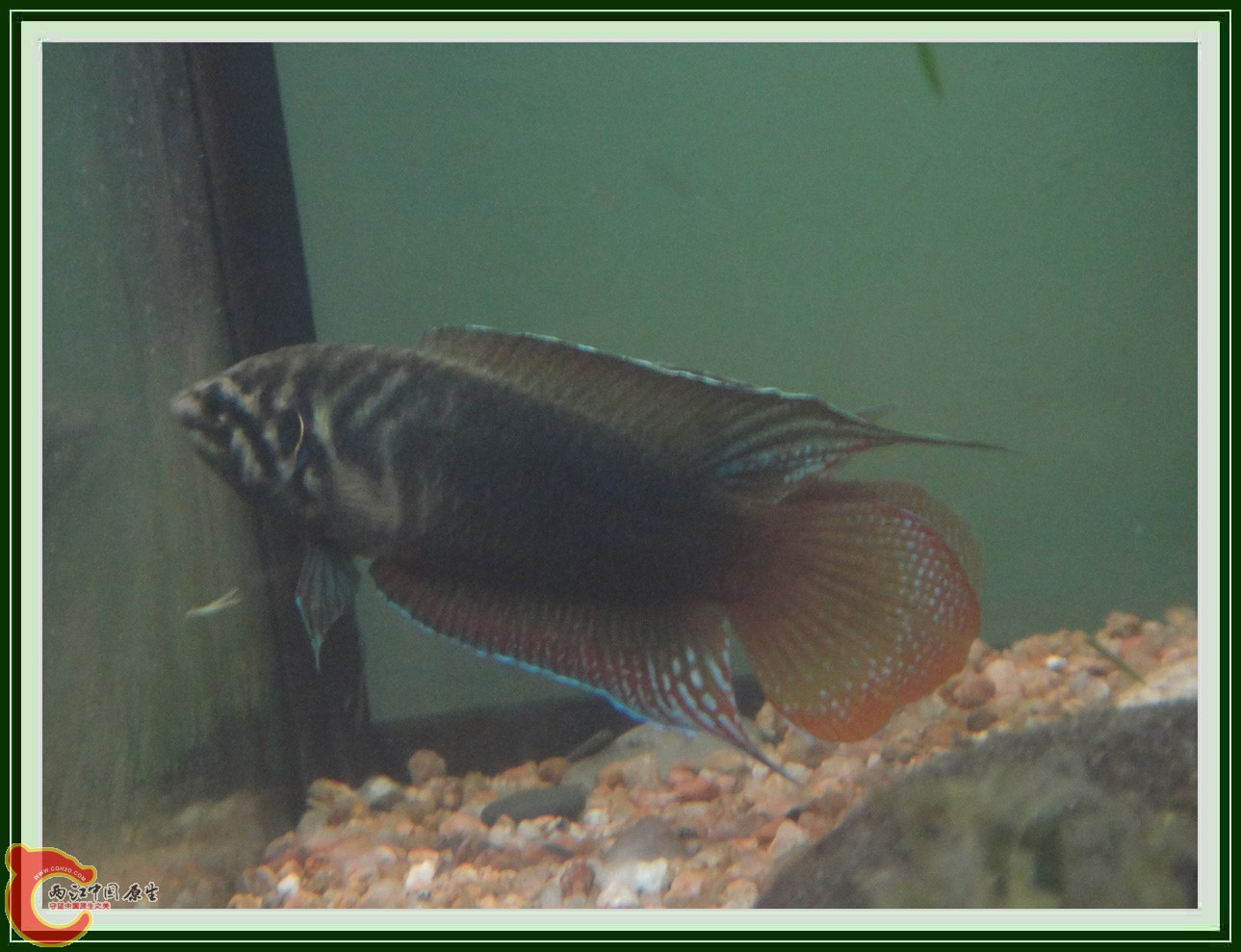 斗鱼DSC00316 (3).JPG