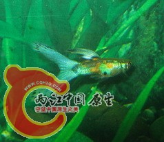 IMG_3062_调整大小.JPG