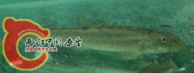 北方须鳅？