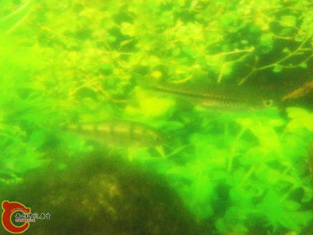 南方白甲鱼&虹彩光唇鱼