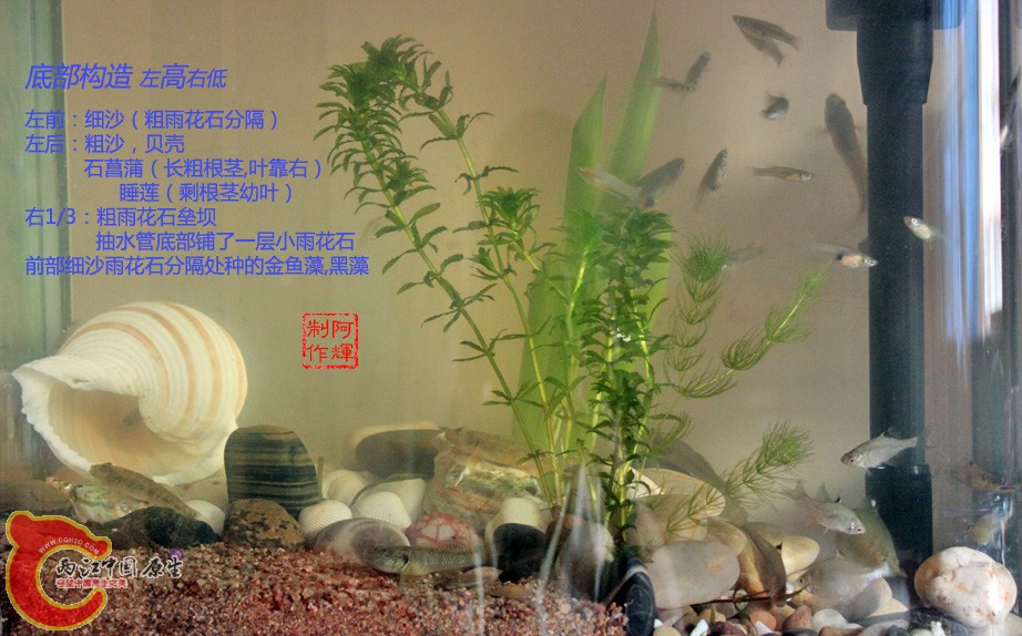 鱼缸20110918-2.jpg