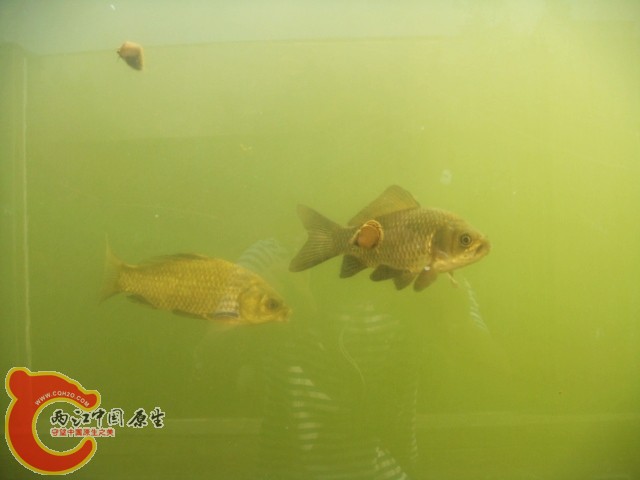 DSC08608.JPG