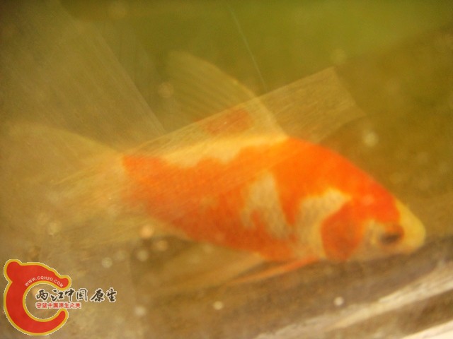 DSC08636.JPG