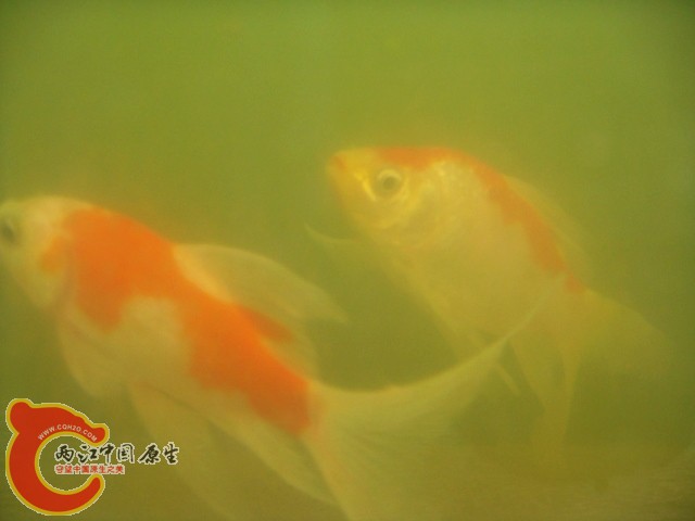 DSC08646.JPG