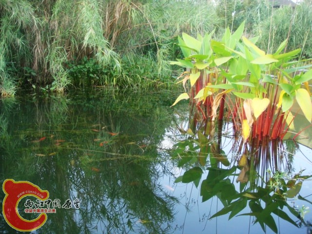 DSC08652.JPG