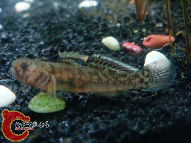 DSC08556.JPG
