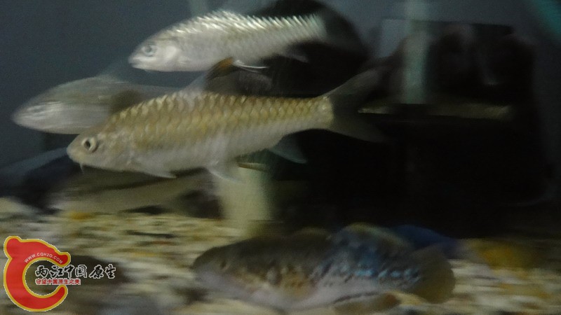 DSC07103_缩小大小.JPG