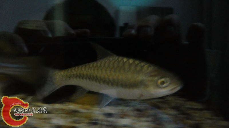 DSC07139_缩小大小.JPG