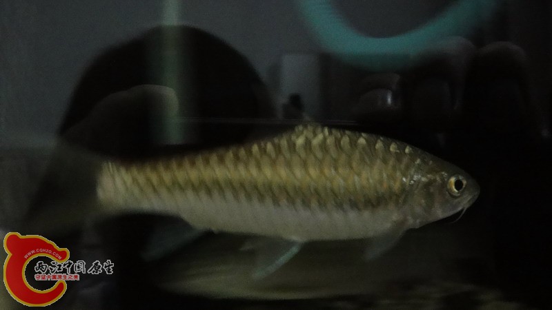 DSC07146_缩小大小.JPG